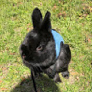 Meet your Posher, Sofia